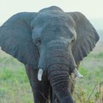Sam Asghari Instagram - Happy #EarthDay 🌎🐘🌳 We believe that every individual animal rescued can make a global impact for a species, an ecosystem and our entire planet. Today and every day, we know that we are stronger when we work together, and hope that you join us to create a world where animals and people can thrive together.