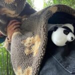 Samuel Instagram - First time seein a panda🐼