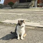 Sananthachat Thanapatpisal Instagram - Meaowwww 🐱🐱🐱🐱 Huotong Cat Village, Taiwan