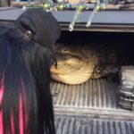 Sarah Fraisou Instagram - 🐊Les animaux c toute ma vie ( celui là il l’ont trouver chez un homme à domicile il a étais recueilli chez les soignants) #lesanges11 #videooftheday #animals #crocodile