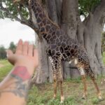 Sarah Fraisou Instagram - Safari trip 🦁#pictureoftheday #animals #senegal🇸🇳 #rek #teranga Saly,Senegal