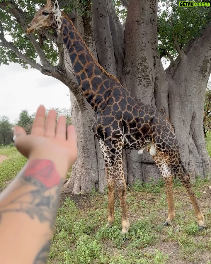 Sarah Fraisou Instagram - Safari trip 🦁#pictureoftheday #animals #senegal🇸🇳 #rek #teranga Saly,Senegal