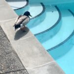 Sarah Jeffery Instagram - 🐥ducking sweet🐥