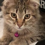 Sarah Jessica Parker Instagram - His off-camera name is Lotus. He and his siblings were all given botanical names when they were rescued as newborns by the @cthumanesociety. Adopted officially by the Parker/Broderick family in April 2023. He joins Rémy and Smila whom we adopted in May 2022. If he looks familiar, that's because he is. X, SJ