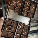 Sarah Wayne Callies Instagram - k so i just posted an old theatre poster i was in and b/c my back was exposed (gasp!) instagram made me take it down 😂 . so instead here’s the sexiest thing in my life atm: seeds. starting to fantasize about my garden already… these are tobacco seeds i saved from a plant a friend gave me last season. 🌱