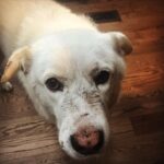 Sarah Wayne Callies Instagram - my hero. this one fended off a cougar last night.