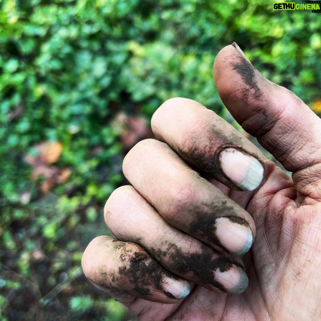 Sarah Wayne Callies Instagram - my berries took over the garden this summer & i needed a new spot for garlic 🧄 #growfood #getdirty 🧄