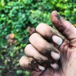 Sarah Wayne Callies Instagram – my berries took over the garden this summer & i needed a new spot for garlic 🧄 #growfood #getdirty 🧄