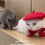 Sattaphong Phiangphor Instagram - วันฝนตกแบบนี้คุณผู้หญิงอารมณ์ไม่ดี200% ดีนะตะปบไม่ถึง😂 @richie911family