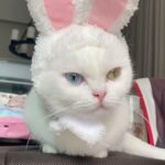 Sattaphong Phiangphor Instagram - เห็นใครๆเค้าบอกว่าคนน่ารักชอบเอาแต่ใจ 😾