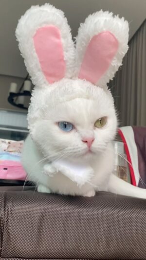 Sattaphong Phiangphor Instagram - เห็นใครๆเค้าบอกว่าคนน่ารักชอบเอาแต่ใจ 😾