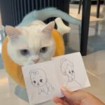 Sattaphong Phiangphor Instagram - เกมกระดาษ ตามใจลูก 😻🐾 #KATTYBOSSPlatinum #เมนูเด็ดมัดใจท่านเหมียว #อาหารแมวเกรดพรีเมี่ยม