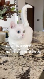 Sattaphong Phiangphor Instagram - สวัสดีค่าหนูชื่อ Happy นะคะ