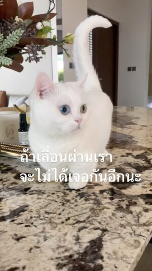 Sattaphong Phiangphor Instagram - สวัสดีค่าหนูชื่อ Happy นะคะ