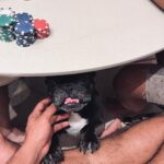 Sergio Malheiros Instagram - Kite, poker, pagode… Não necessariamente nessa ordem 🤙🏾😎