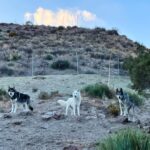 Seth Green Instagram - Reunited with my pack Thanks to my friends @apexprotectionproject who’ve rescued and cared for these truly incredible animals. You can help them fight delisting of wolves as endangered, which has lead to unjustifiably cruel hunting. Check out the link in my stories to see how you can help 🐺❤️❤️