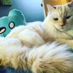 Seth Green Instagram - A little MollyWeasley for your #HappyCaturday