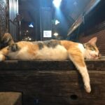 Seth Green Instagram - For your #caturday Shooting @changelandmovie on location on Kho Phi Phi, we realized the island is full of cats. It’s a weird and magical experience to wander this tiny 4 mile island in the middle of the Indian Ocean, and encounter hundreds of fearless and affectionate cats. They all seemed to have a home base, but spent the day and night exploring the island and moving between sun and shade. Because the cats are such an undeniable fixture on the island, we made sure to feature them heavily in the sequences that take place there. #HappyCaturday Kho Phi Phi Ley - "Phi Phi Island"