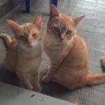 Seth Green Instagram - For your #caturday Shooting @changelandmovie on location on Kho Phi Phi, we realized the island is full of cats. It’s a weird and magical experience to wander this tiny 4 mile island in the middle of the Indian Ocean, and encounter hundreds of fearless and affectionate cats. They all seemed to have a home base, but spent the day and night exploring the island and moving between sun and shade. Because the cats are such an undeniable fixture on the island, we made sure to feature them heavily in the sequences that take place there. #HappyCaturday Kho Phi Phi Ley - "Phi Phi Island"
