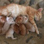 Seth Green Instagram - For your #caturday Shooting @changelandmovie on location on Kho Phi Phi, we realized the island is full of cats. It’s a weird and magical experience to wander this tiny 4 mile island in the middle of the Indian Ocean, and encounter hundreds of fearless and affectionate cats. They all seemed to have a home base, but spent the day and night exploring the island and moving between sun and shade. Because the cats are such an undeniable fixture on the island, we made sure to feature them heavily in the sequences that take place there. #HappyCaturday Kho Phi Phi Ley - "Phi Phi Island"