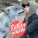 Seth Green Instagram - ONE WEEK LEFT Wanna meet me? Want a once in a lifetime experience with wolves? Enter this giveaway & you’ll not only support @apexprotectionproject in building a critically needed sanctuary, you’ll also be entered to win a trip to LA to meet me and GET WOLF KISSES. Link in my bio- check it out & enter now to win