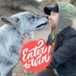 Seth Green Instagram - 🎉FUNDRAISING RAFFLE ALERT🎉 Enter to win @sethgreen’s 50th Birthday Gifting sweepstakes! (🔗 in bio) 🎁The Prize: You and a lucky guest will be whisked away on a fabulous journey to Hollywood! Including … ✈️ Round-trip flights to Los Angeles for the winner and one guest. 🛎️One room for three nights at the iconic @thehollywoodroosevelt Hotel, once home to Marilyn Monroe, located in the heart of Hollywood. 🐺VIP Immersive Alpha Experience at the @apexprotectionproject Sanctuary, where you’ll dine under the stars with the pack. 🚗Transportation to and from the airport, Stoopid Buddy Stoodios, and the Apex Sanctuary. 🎬Tour of @stoopidbuddystoodios hosted by the one and only Seth Green, lunch included. 🌴Free time to explore the wonders of Hollywood at your leisure. 🤜🤛Seth, the Emmy Award-winning actor, producer, director, and writer, is not just a Hollywood sensation – he’s also a steadfast supporter of Apex! In celebration of his milestone 50th birthday in February, Seth is joining forces with us to launch this exhilarating fundraiser. Today marks the kickoff – 50 days of anticipation, leading up to his big 5-0 when we’ll draw the winning ticket! Seth would like nothing more than for our goal to be reached for his birthday, so join us in the celebration and help make our dream come true! How to Enter: 👉like this post 👉tag your travel buddy 👉Enter the sweepstakes! 🎟️Tickets are $10 each with 100% of the proceeds going towards supporting the Apex Pack! Who knows, you might be the lucky winner destined for this star-studded, wolf-filled escapade! (🔗 in bio)