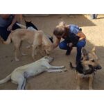 Sherine Reda Instagram – These pictures are from my last visit to @animal.protection.eg , cant express the amount of genuine love I had ♥️. If you can save a homeless dog or a cat always adopt and never buy, show these lovely animals some love, they deserve to be loved 🐾♥️ .
.
#AdoptBaladiDogs
#AdoptDontShop