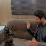 Sherry Adel Instagram - Omar & Zozo 🤦‍♂️😻 #cat #zozo #mine #omar_elshenawy Sheikh Zayed City