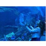 Sherry Adel Instagram - Loved experiencing Dubai Aquarium & Underwater Zoo which is one of the largest suspended aquariums in the world. Being in an underwater tunnel under a huge shark & ray-filled tank was one of a kind experience😍 @dubaiaquarium #dubaiaquarium #دبي @dsfsocial #dubai #mydsf #dfsturns25 #visitdubai