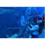 Sherry Adel Instagram - Loved experiencing Dubai Aquarium & Underwater Zoo which is one of the largest suspended aquariums in the world. Being in an underwater tunnel under a huge shark & ray-filled tank was one of a kind experience😍 @dubaiaquarium #dubaiaquarium #دبي @dsfsocial #dubai #mydsf #dfsturns25 #visitdubai
