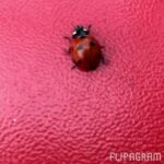 Sina Mehrad Instagram - . رقص محليِ كفشدوزك ها