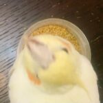 Sina Mehrad Instagram - اُسكار