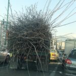 Sina Mehrad Instagram - يه بارِ بسيار ايمني فقط كم مونده بود يه شاخَش بره تو چشمَم⛔️