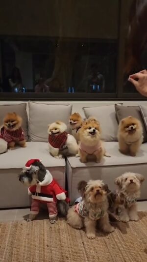 Sirin Horwang Instagram - Merry Christmas!!! ใครสนุก??? 🐶🐶🐶🐶
Thank u everyone na kaaa 
Lets do this again 🌲🎉🌲🎉