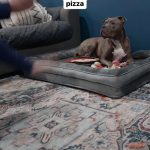 Snoop Dogg Instagram - 🤣🤣🤣 dog’s gotta eat !! 🍕
