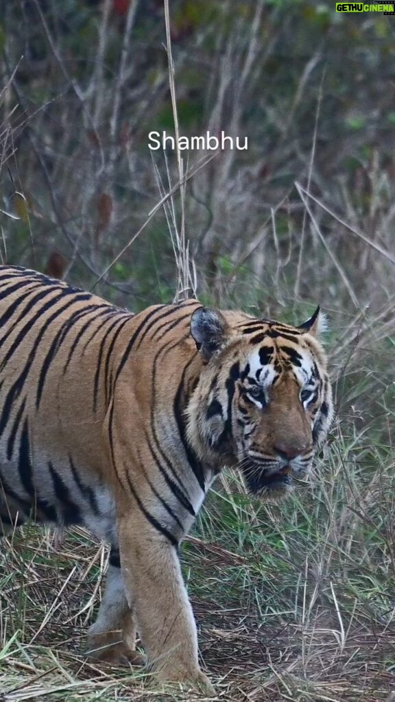 Sonalee Kulkarni Instagram - Shambhu. A dominant male tiger of Mohurli buffers of Tadoba. Tadoba Andhari Tiger Reserve, Chandrapur. Shot on @nikonindiaofficial Tadoba National Park