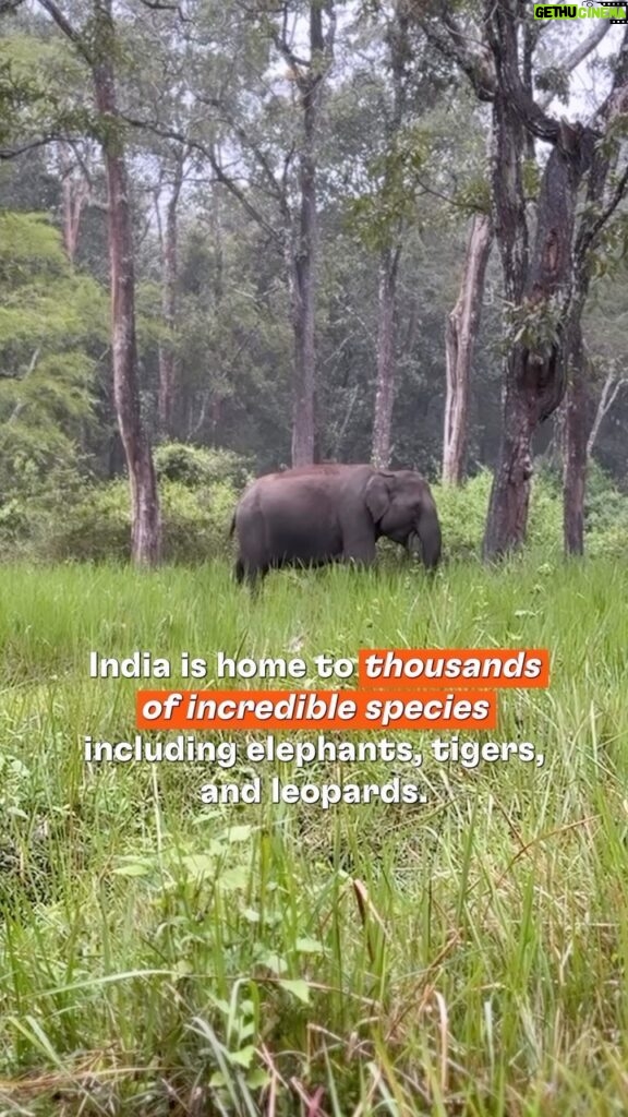 Stefanie Giesinger Instagram - India is home to thousands of incredible species including elephants, tigers, and leopards. But only 5% of land in India is protected for wildlife – which means that India’s people and wildlife must find ways to coexist. Dr. Krithi Karanth and her team at Centre for Wildlife Studies launched Wild Seve to help farmers impacted by wildlife conflict. To learn more about @krithi.karanth and the Centre for Wildlife Studies visit: cwsindia.org And big thanks to my friends at @wildelements for bringing me on this adventure! Kabini