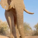Steve-O Instagram - Get a load of this elephant schlong, captured by @Richard.Degouveia in this video! Great work, Richard, thank you!!!