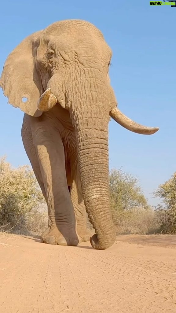 Steve-O Instagram - Get a load of this elephant schlong, captured by @Richard.Degouveia in this video! Great work, Richard, thank you!!!