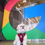 Sundar Pichai Instagram – Seeing #dooglers at the office is definitely a highlight of returning to campus! Thanks to Diana, Peter, Carter, Chris, Olivia, Juan, Tatiana, and Traci for sharing these pics:) #nationaldogday #teampixel