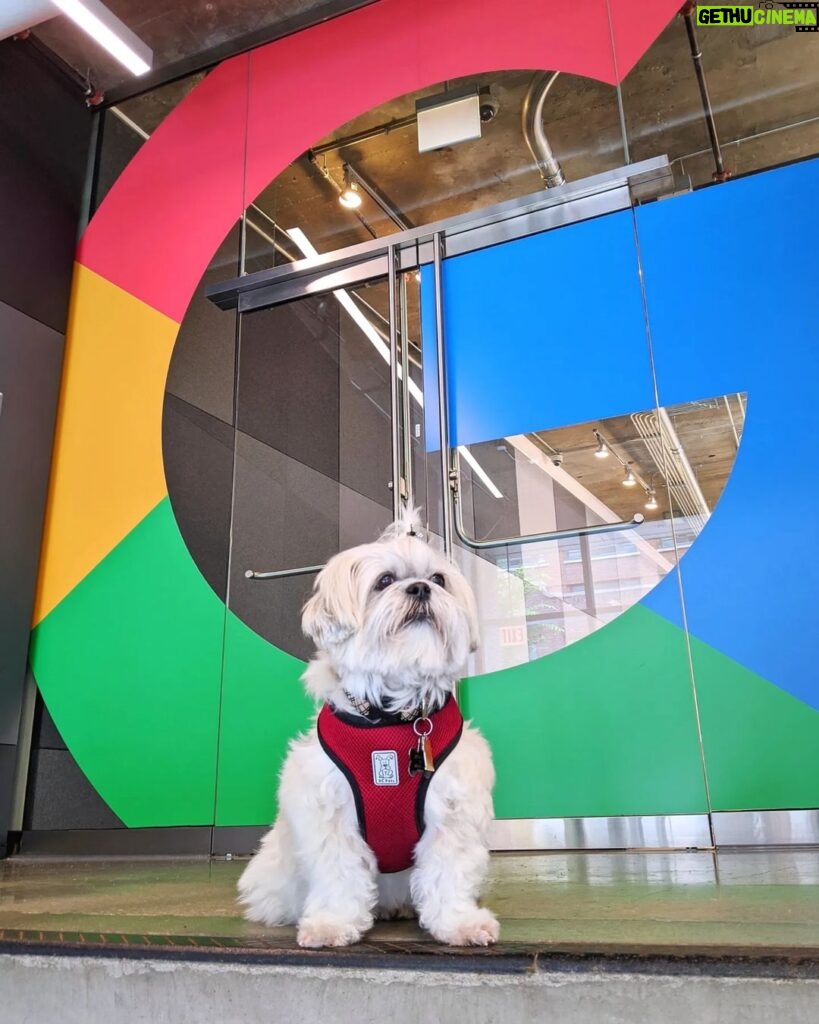 Sundar Pichai Instagram - Seeing #dooglers at the office is definitely a highlight of returning to campus! Thanks to Diana, Peter, Carter, Chris, Olivia, Juan, Tatiana, and Traci for sharing these pics:) #nationaldogday #teampixel