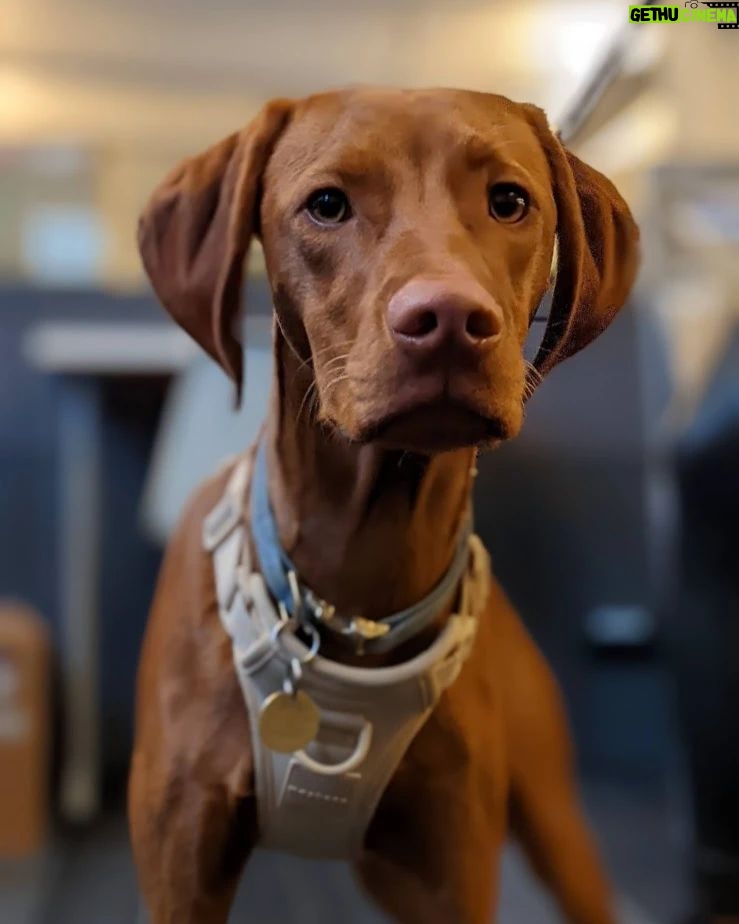 Sundar Pichai Instagram - Seeing #dooglers at the office is definitely a highlight of returning to campus! Thanks to Diana, Peter, Carter, Chris, Olivia, Juan, Tatiana, and Traci for sharing these pics:) #nationaldogday #teampixel