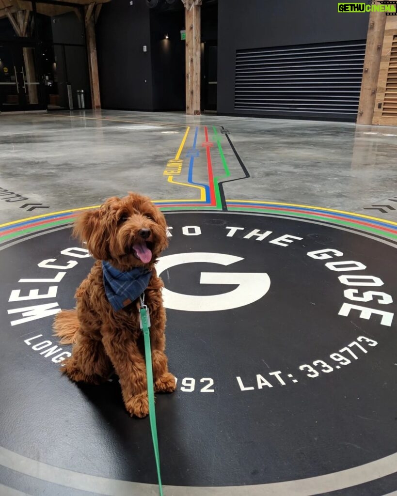 Sundar Pichai Instagram - Seeing #dooglers at the office is definitely a highlight of returning to campus! Thanks to Diana, Peter, Carter, Chris, Olivia, Juan, Tatiana, and Traci for sharing these pics:) #nationaldogday #teampixel