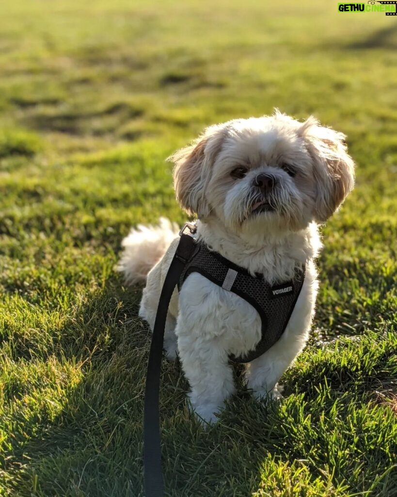 Sundar Pichai Instagram - Seeing #dooglers at the office is definitely a highlight of returning to campus! Thanks to Diana, Peter, Carter, Chris, Olivia, Juan, Tatiana, and Traci for sharing these pics:) #nationaldogday #teampixel