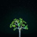 Sundar Pichai Instagram - Beautiful #TeamPixel photos of our stunning planet -- another reminder that we must protect it. #EarthDay 📷: @jeremiahbonds @miguellangell__ @themalibuartist @patrickkolts