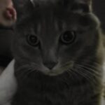 Sunny Instagram - 안농하새오 나는 후추에옹 엄마 핸드퐁 재미서오😸😻😹😼😽❣🤎🖤🤍✌ 듸에 엄마 입술 무서옹🙀