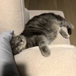 Sunny Instagram - 사람 같이 자네... #과음하고주무시는 #아부지st #행복한뚱냥이 #후추