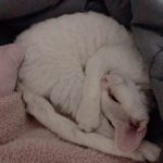 Sunny Instagram - 카메라만 켜면 귀신 같이 알고 얼굴을 숨기는 딸랑구 #소금 #도도냥 #까칠냥 하지만 나한테만큼은 #껌딱지 #마마걸 #꾹꾹이대장 #옹알이쟁이 #사랑스러웡