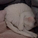 Sunny Instagram - 카메라만 켜면 귀신 같이 알고 얼굴을 숨기는 딸랑구 #소금 #도도냥 #까칠냥 하지만 나한테만큼은 #껌딱지 #마마걸 #꾹꾹이대장 #옹알이쟁이 #사랑스러웡