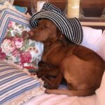 Susana Giménez Instagram - Llega el verano y Rita quiere estar a la moda ❤️🐶 #doglover #dog #susanagimenez #fashionista